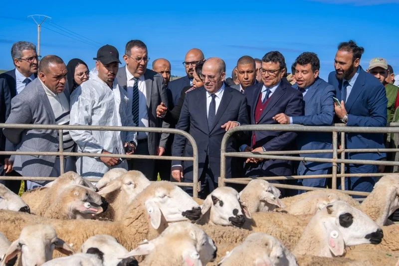 البواري: تلقيح ملايين رؤوس الماشية بالمغرب يعزز اليقظة الصحية ويحمي الثروة الحيوانية