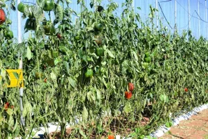 إحصاء خسائر العاصفة الرملية بسوس ماسة يترقب نتائجه المهنيون