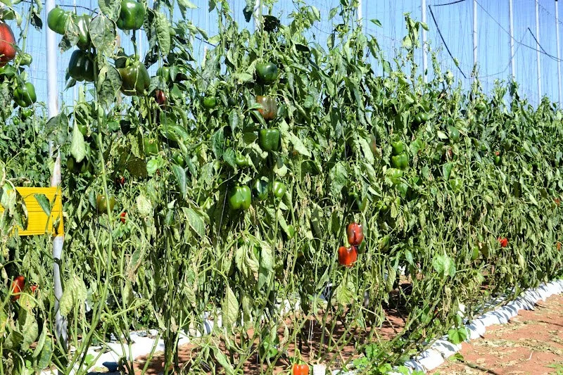 إحصاء خسائر العاصفة الرملية بسوس ماسة يترقب نتائجه المهنيون