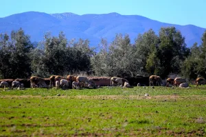 أمطار استثنائية تعزز آمال موسم فلاحي واعد بالمغرب