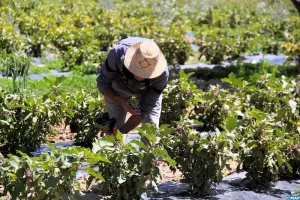 أمطار وفيرة تنعش الآمال بموسم فلاحي قوي وارتفاع مرتقب في إنتاج الحبوب بالمغرب