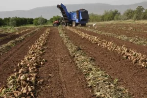 الجفاف يضغط على زراعة الشمندر ويهدد مستقبل الصناعة السكرية بسهل ملوية السفلى