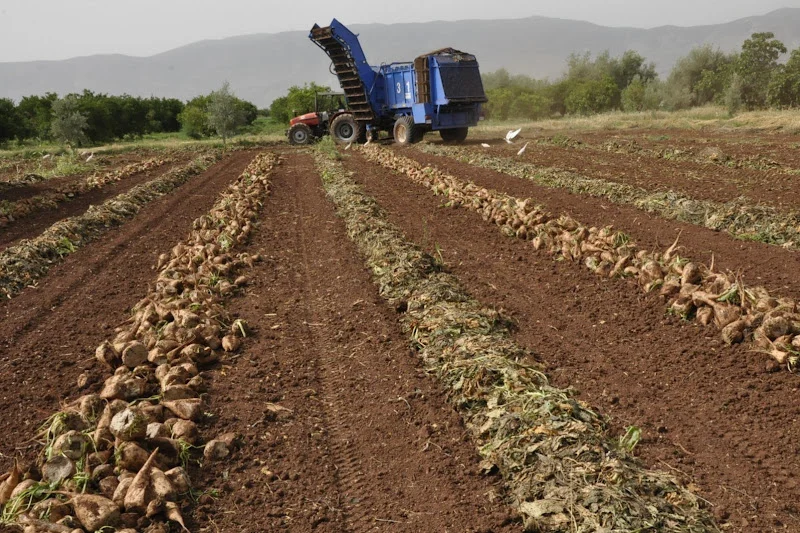الجفاف يضغط على زراعة الشمندر ويهدد مستقبل الصناعة السكرية بسهل ملوية السفلى