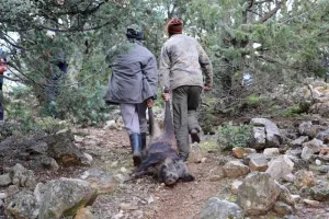 المغرب يستعد لإطلاق مرحلة جديدة من عمليات تنظيم وقتل الخنزير البري بعد تأجيلات بسبب الأحوال الجوية