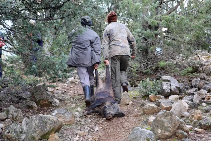 المغرب يستعد لإطلاق مرحلة جديدة من عمليات تنظيم وقتل الخنزير البري بعد تأجيلات بسبب الأحوال الجوية