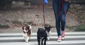 تربية الحيوانات الأليفة في الإقامات المشتركة بين حق الملكية وحدود راحة الجيران