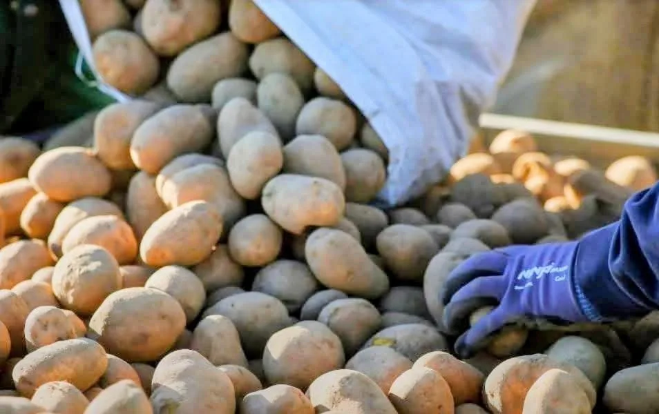 هولندا: كارثة البطاطا… المزارعون يدفعون المال للتخلص من محصولهم!