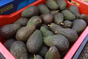 صادرات الأفوكا المغربية تتراجع هذا الموسم رغم استمرار الطلب الأوروبي