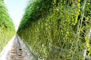 “هنكارات خضراء” تربك المراقبة الجوية… الداخلية تتحرك لكشف حيل البناء العشوائي