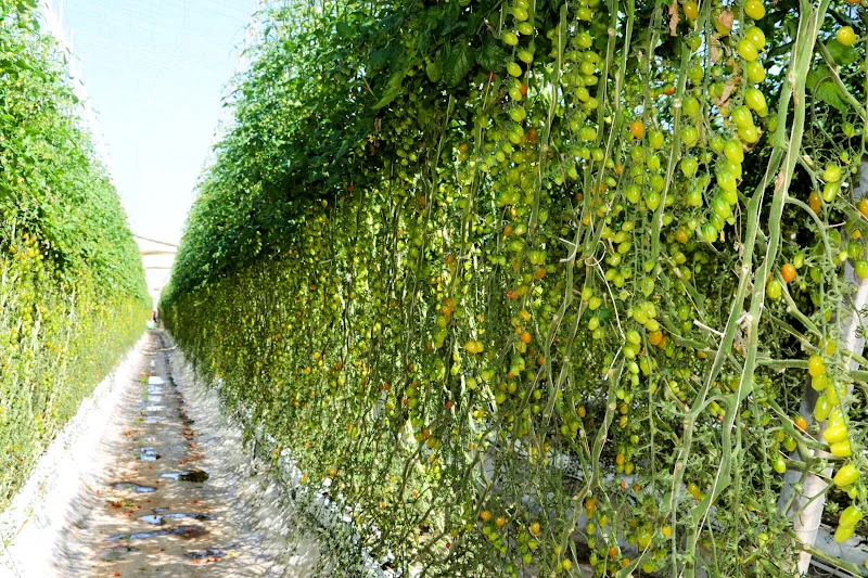 “هنكارات خضراء” تربك المراقبة الجوية… الداخلية تتحرك لكشف حيل البناء العشوائي