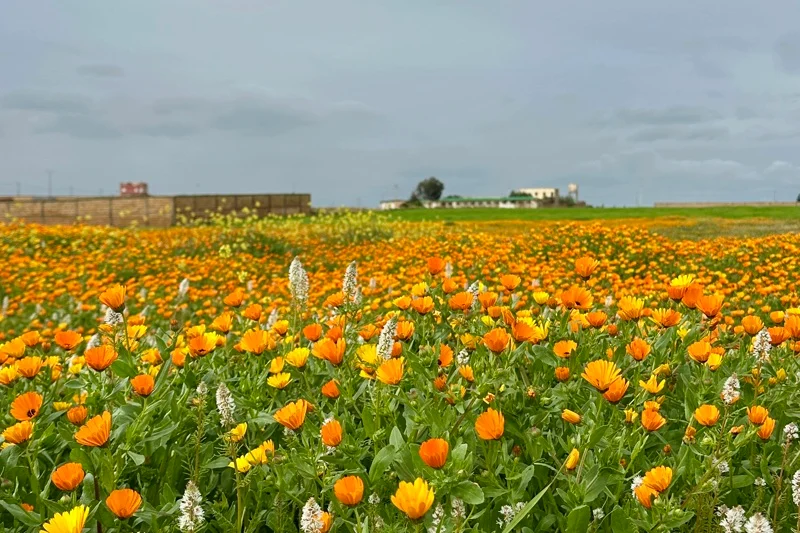 الربيع يوقظ حساسية التنفس ويضع المناعة على المحك