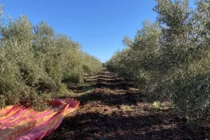 منصات تطبيقية تعزز إنتاج الزيتون بالمغرب وتكشف نتائج واعدة لبرنامج “المثمر”