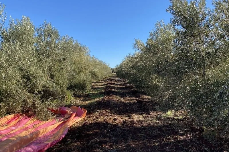 منصات تطبيقية تعزز إنتاج الزيتون بالمغرب وتكشف نتائج واعدة لبرنامج “المثمر”