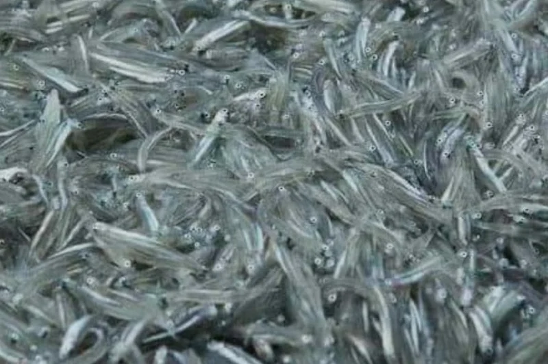 الناظور :  “الشنكيطي” بين المضاربة واستنزاف البحر وشبكات غير مهنية ترفع الأسعار