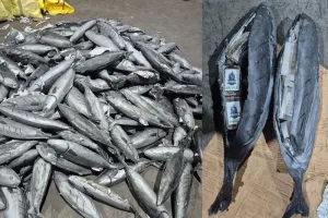 إحباط تهريب ضخم للشيرا داخل شحنة أسماك بميناء طنجة المتوسط