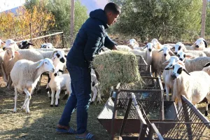 انطلاق مراقبة إناث الماشية تمهيدًا لصرف الدفعة الثانية من الدعم