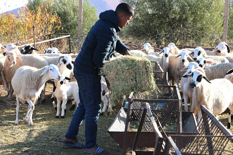 انطلاق مراقبة إناث الماشية تمهيدًا لصرف الدفعة الثانية من الدعم