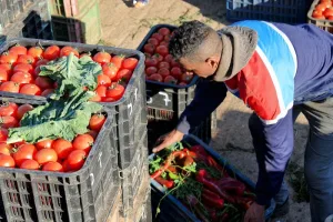 الطماطم المغربية تفرض حضورها في أوروبا بين التفوق التجاري والجدل السياسي