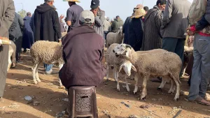 مطالب برلمانية بإنصاف الكسابة الرحل وتسريع دعم مربي الماشية