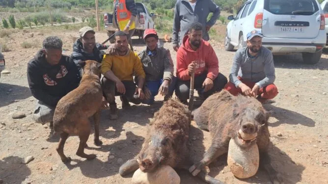 “الحياحة”.. مبادرات شبابية لمواجهة خطر الخنزير البري في المغرب