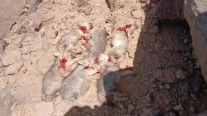 غضب واسع بعد توثيق قتل جراء ذئاب بالريصاني ومطالب بفتح تحقيق