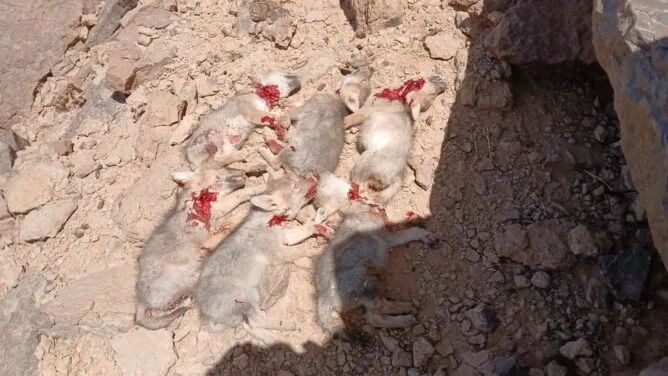 غضب واسع بعد توثيق قتل جراء ذئاب بالريصاني ومطالب بفتح تحقيق