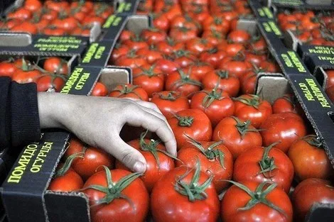 المغرب يقرر منع تصدير الطماطم نحو الأسواق الأوروبية بسبب إرتفاع أسعارها محليا