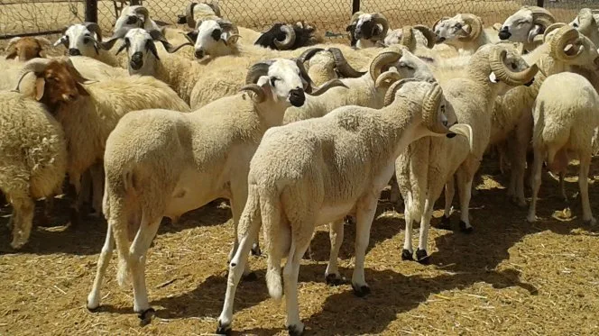 الطلب المبكر والوسطاء يرفعان أسعار اللحوم… ومهنيون يتوقعون تراجعها قريبا