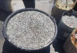 مارتيل تحت المجهر … حملات أمنية مشددة تلاحق “الشنكيطي” وتضرب شبكات الصيد الجائر واستنزاف صغار الأسماك