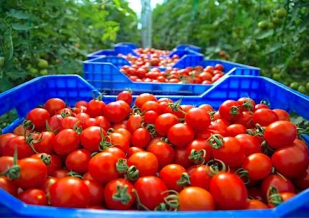 قنبلة الطماطم تفجّر الغلاء :    18 درهماً للكيلوغرام يهز الأسواق المغربية