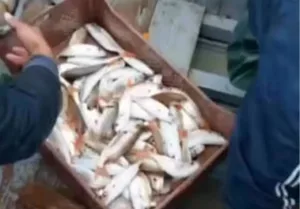 كارثة غزو بواخر الصيد الأجنبية … ثروة المغرب السمكية تنهار بأرقام صادمة !