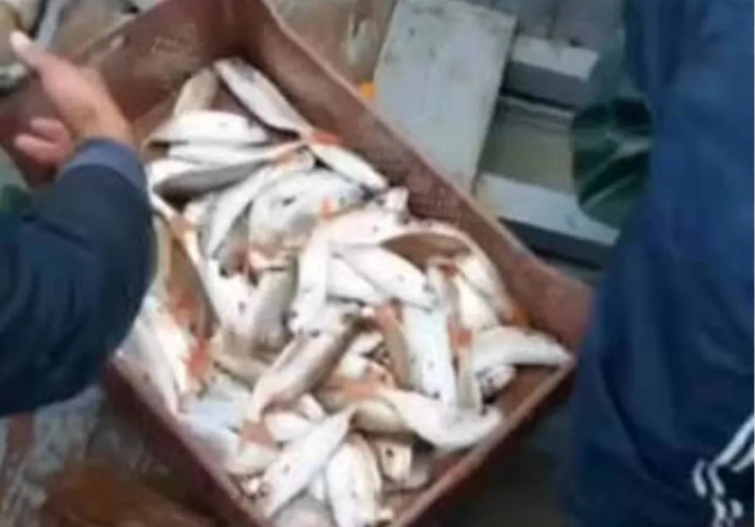 كارثة غزو بواخر الصيد الأجنبية … ثروة المغرب السمكية تنهار بأرقام صادمة !