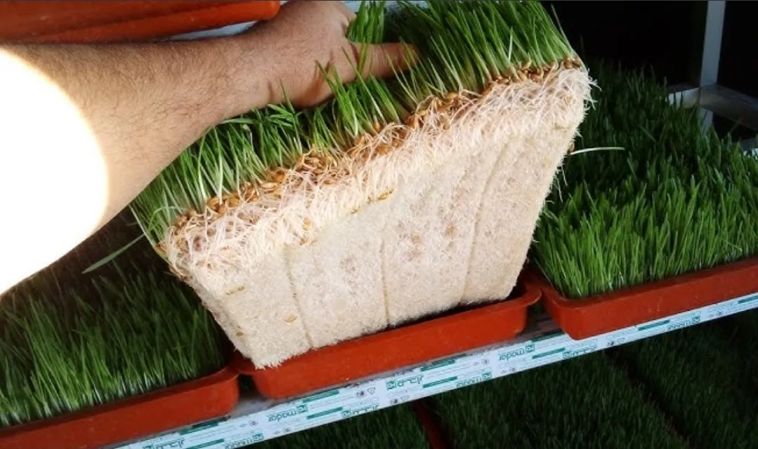 تساؤلات حول شفافية صفقات وحدات الشعير المستنبت بالمغرب ومخاوف من تقييد المنافسة