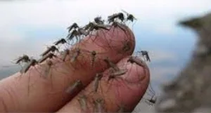 السعيدية تختنق بالناموس:    400 مليون سنتيم تحت المجهر وتساؤلات حادة حول تدبير ملف مكافحته داخل الجماعة