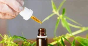 الحسيمة :    وضع اللبنات الأولى لمنظومة صناعية متكاملة لمخدر “الكيف”