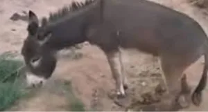 حمار مغربي ينتصر في المحكمة … تعويض قضائي يثير الطرافة بالصويرة