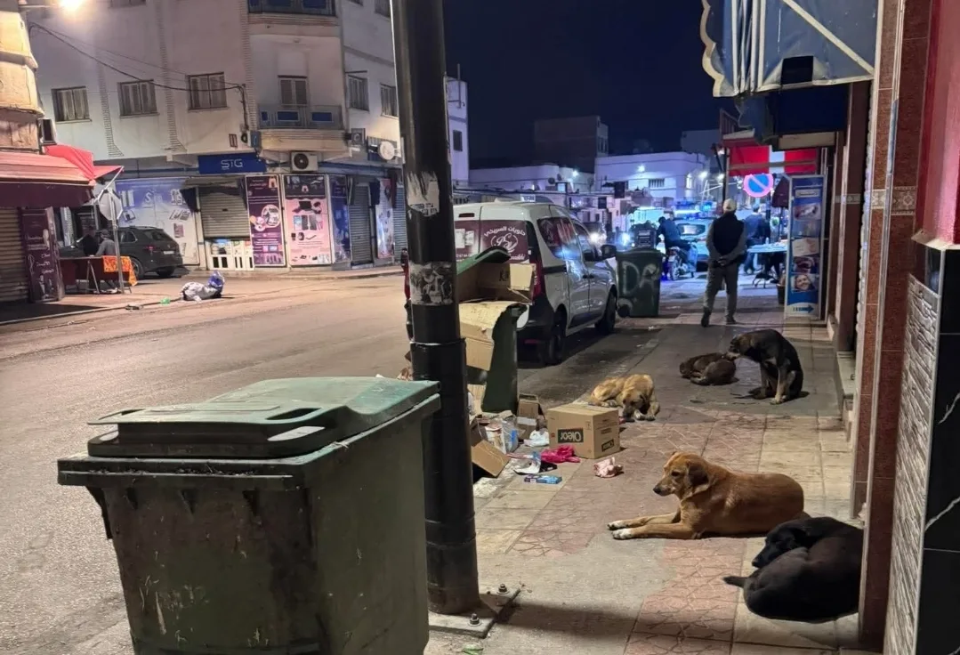 إمزورن :     انتشار كبير للكلاب الضالة يثير مخاوف الساكنة ويعيد مطلب التدخل العاجل