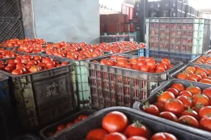 موجة مناخية ترفع أسعار الطماطم والمهنيون يراهنون على التصدير لضمان الاستقرار