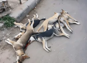 الناظور :  الرصاص بدل الحلول … إعدام عشرات الكلاب ليلة أمس في ظل غياب رؤية جماعية ومجلس إقليمي خارج التغطية