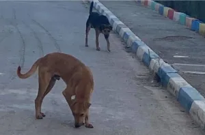 الناظور :  الرصاص بدل الحلول … إعدام عشرات الكلاب ليلة أمس في ظل غياب رؤية جماعية ومجلس إقليمي خارج التغطية