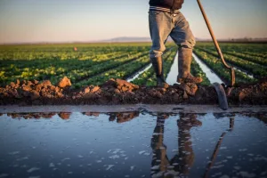 أمطار أبريل تنعش آمال الفلاحين وترجّح تحسن مردودية الموسم