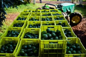 تراجع صادرات الأفوكا المغربية بنسبة نصفية خلال موسم 2025-2026