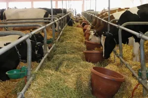 ضغوط على سوق اللحوم بالمغرب وسط ارتفاع كلفة الاستيراد من أوروبا