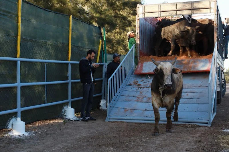 تعثر استيراد الأبقار الأوروبية يؤجل انفراج سوق اللحوم بالمغرب