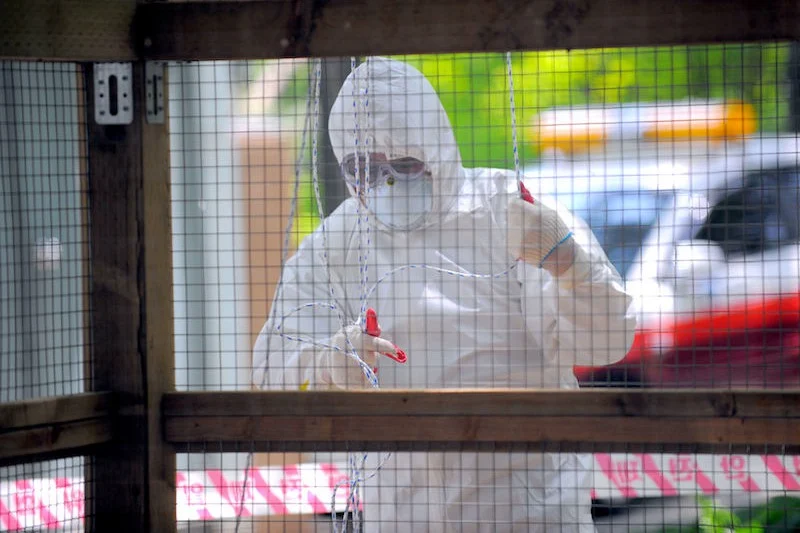 خبراء يطمئنون: لا خطر على المغرب بعد تسجيل إصابة بإنفلونزا الطيور في أوروبا