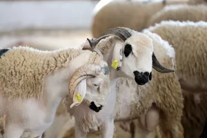 سلف ومنح عيد الأضحى تعود للواجهة وسط مطالب بالإنصاف بين الموظفين