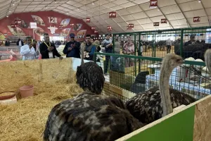 تربية النعام تبرز في معرض مكناس كمشروع فلاحي واعد متعدد العوائد