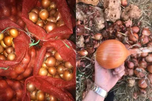 المغرب يعزز وارداته من البصل الهولندي لمواجهة نقص حاد في الأسواق