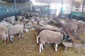 عيد الأضحى بين الأسوار والضفاف والحدود المغلقة :     مغاربة مليلية يبحثون عن أضحيتهم خارج أسوار مدينتهم … والناظور يحتضن الفرح