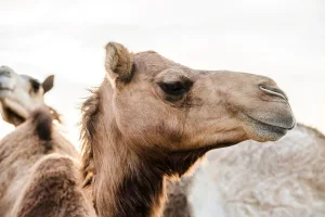 اختراق علمي من قلب الصحراء: علماء يقتربون من “سلاح” جديد ضد الإيبولا مستوحى من الجِمال قد يغيّر معركة العالم